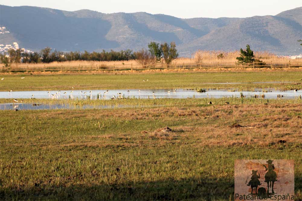 Parque natural de las Marismas del Ampurdán o Parc Natural dels Aiguamolls de l'Empordà